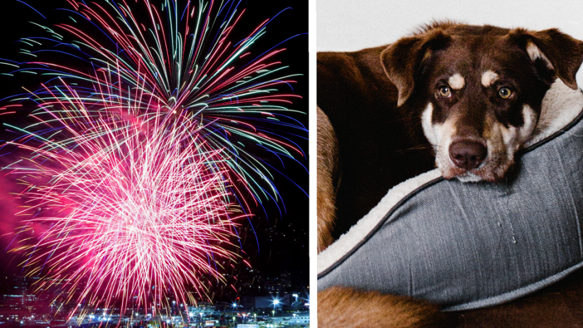 do fireworks harm dogs