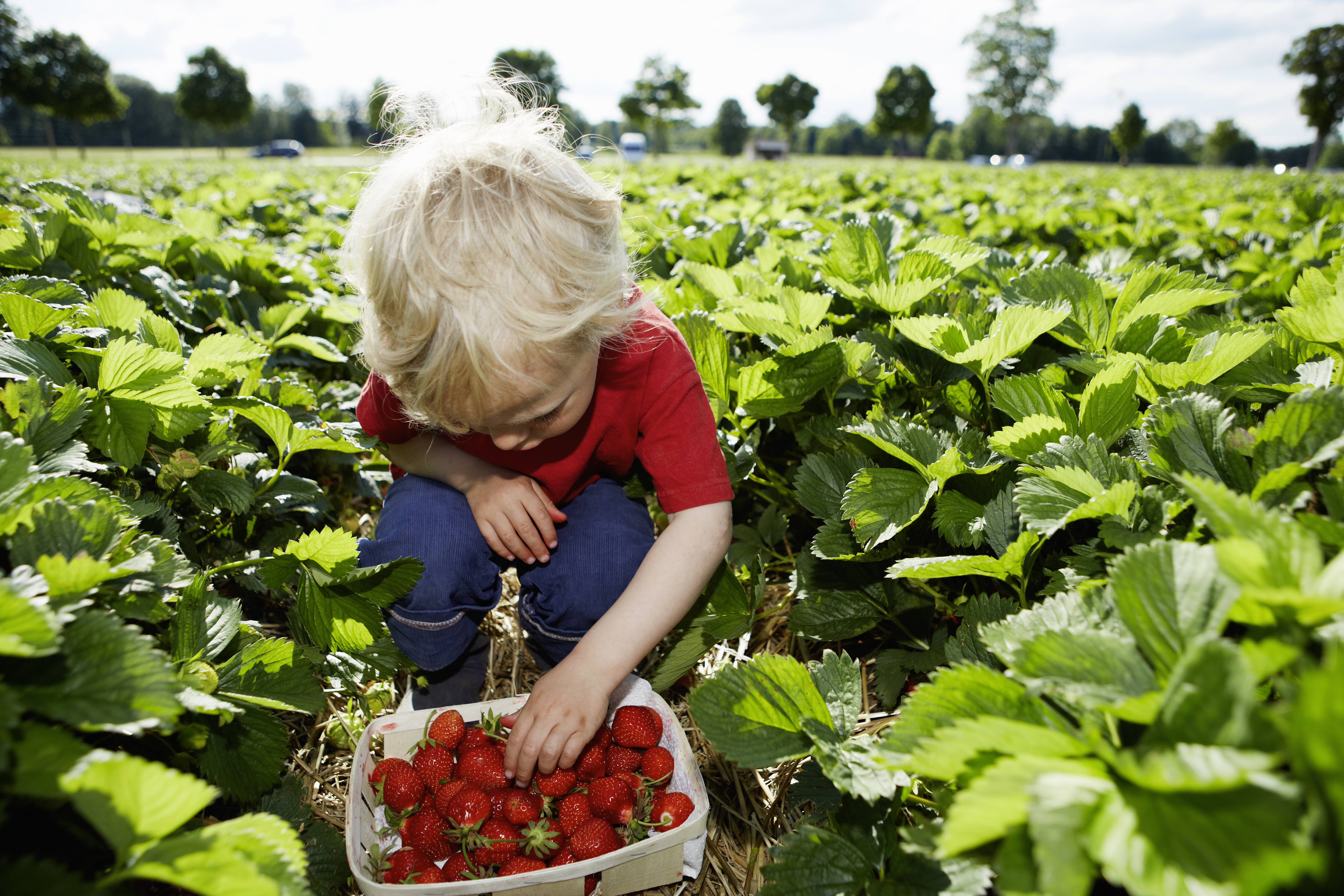 Pick-Your-Own Strawberries: Where To Go in New Jersey for Picking