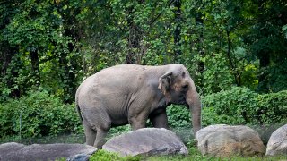 FILE - In this Oct. 2, 2018 file photo, Bronx Zoo elephant "Happy" strolls inside the zoo in New York.
