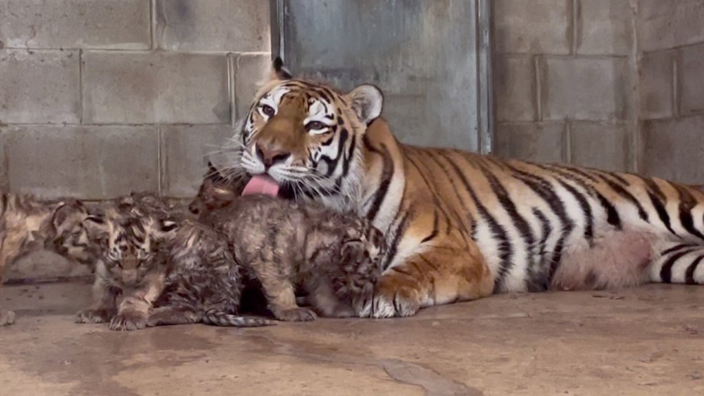 Endangered Bengal tiger cub born at Nicaragua zoo