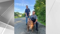 NY State Trooper Crawls 15 Feet Into Drainage Pipe to Rescue Missing Dog
