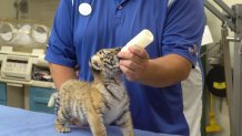 Rare Tiger Cubs Debut at Six Flags Wild Safari – NBC New York