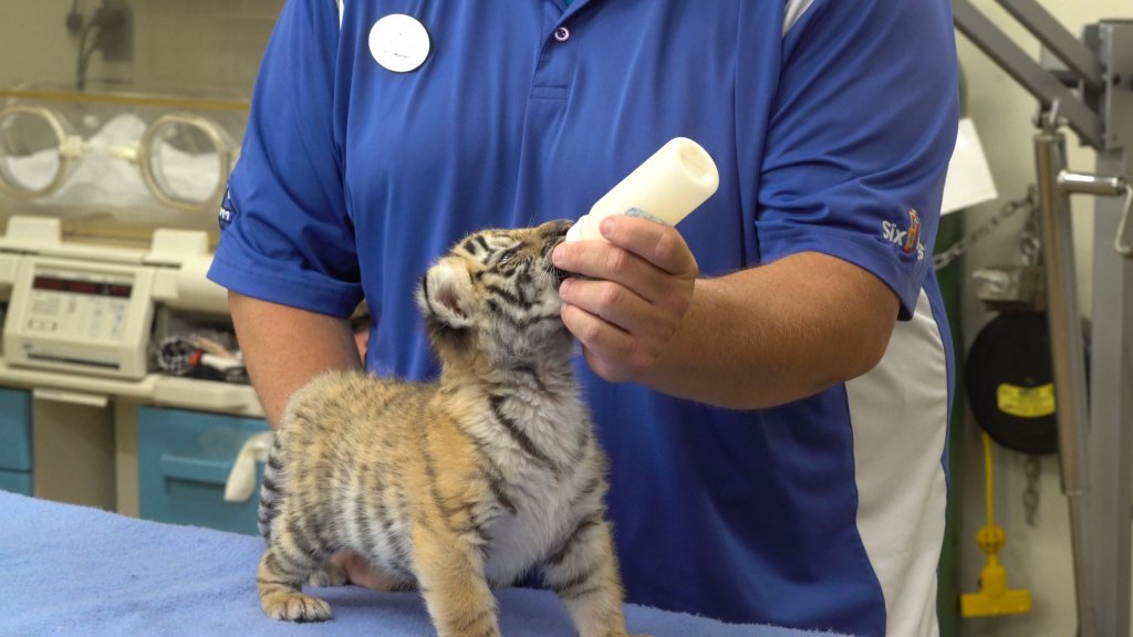 veterinarian with tiger