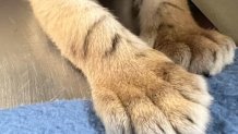 Tiny Cub Paws