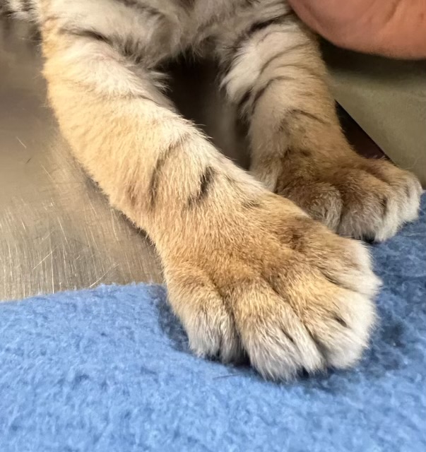 Tiny Cub Paws
