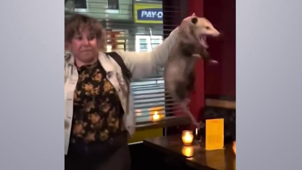 Woman Is NYC Bar Hero After Calmly Grabbing, Removing Opossum That ...