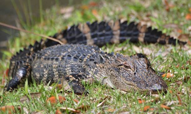 One Dead in Myrtle Beach Area After Alligator Attack – NBC New York - Vimarsana News