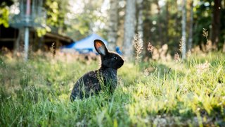 rabbit sitting in grass