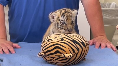 Handraising Newborn Twin Tiger Cubs