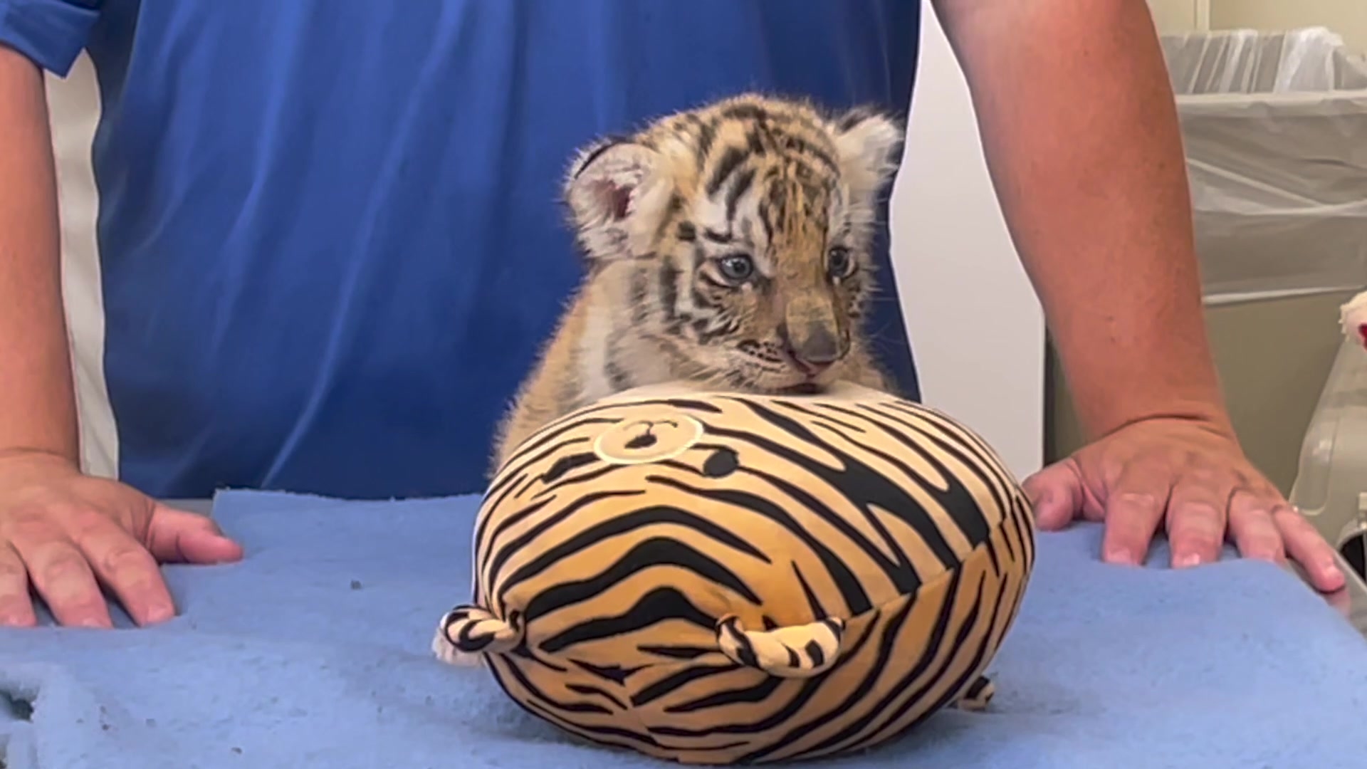 Cub update: Watch our Amur tiger cubs' adorable first moments