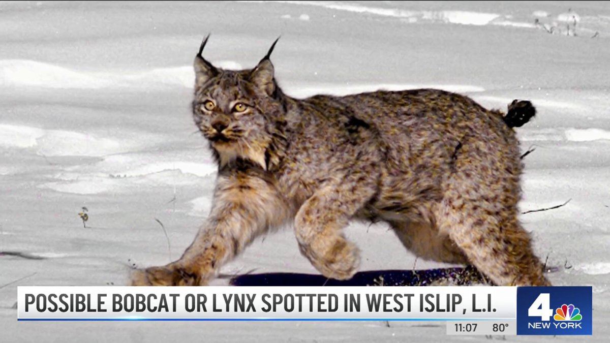 Bobcat Sightings On The Rise In The Suburbs; Experts Say Chances Of Attacks  Are Low, But Residents Should Remain Vigilant - CBS New York