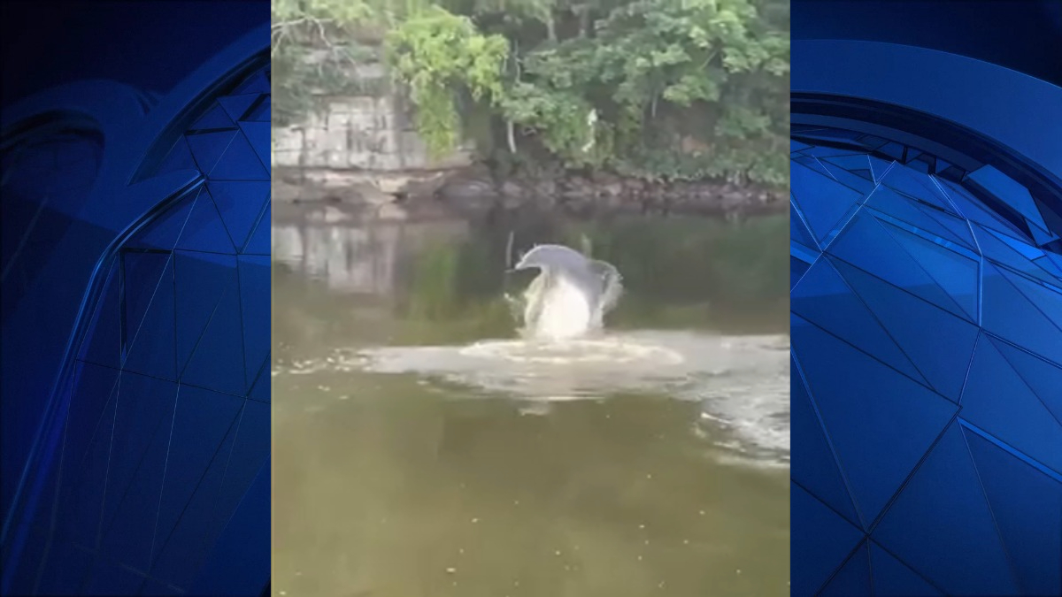 Dolphin spotted swimming in Connecticut's Thames River