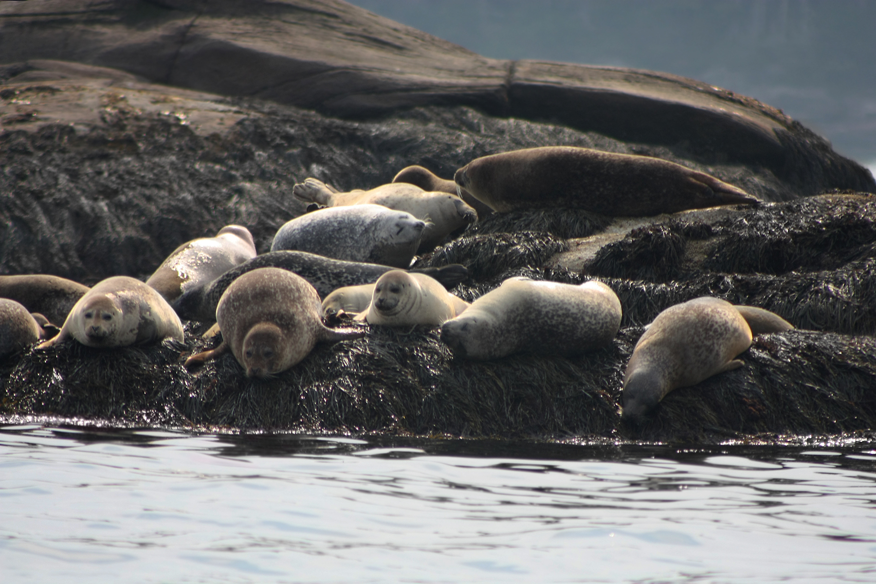 Bird Flu Killing Seals In Maine And Worldwide – NBC New York