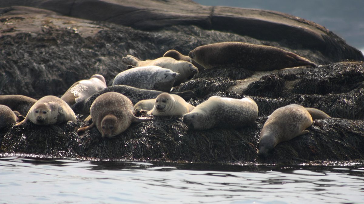 Bird flu killing seals in Maine and worldwide NBC New York