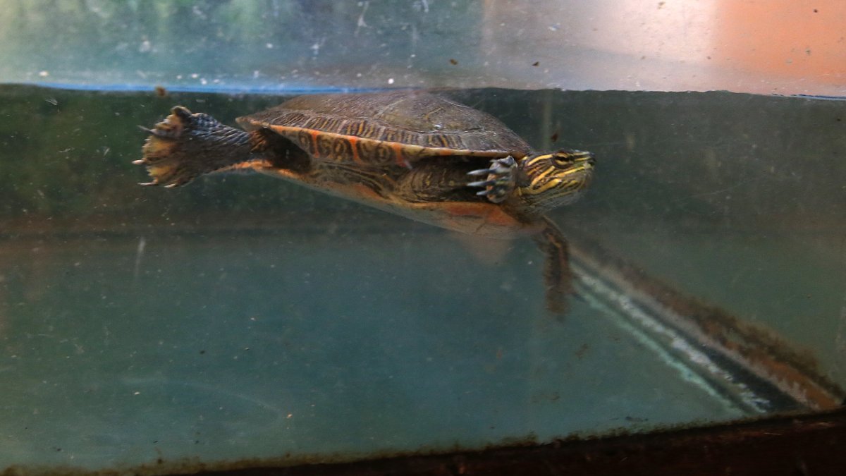 26 Sickened in Salmonella Outbreak Linked to Small Turtles, CDC Says - The  New York Times