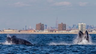 Whales in water near NYC