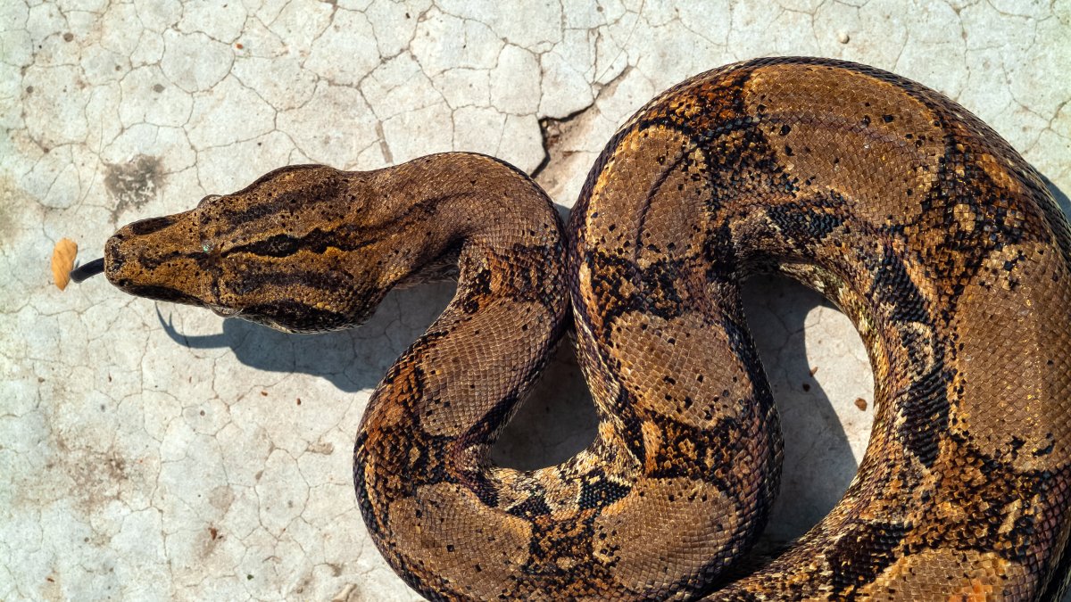 15-Foot Snake Shot Dead by Police After Nearly Strangling Pa. Man - Vimarsana News