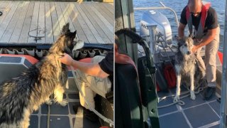 dog rescued at sea