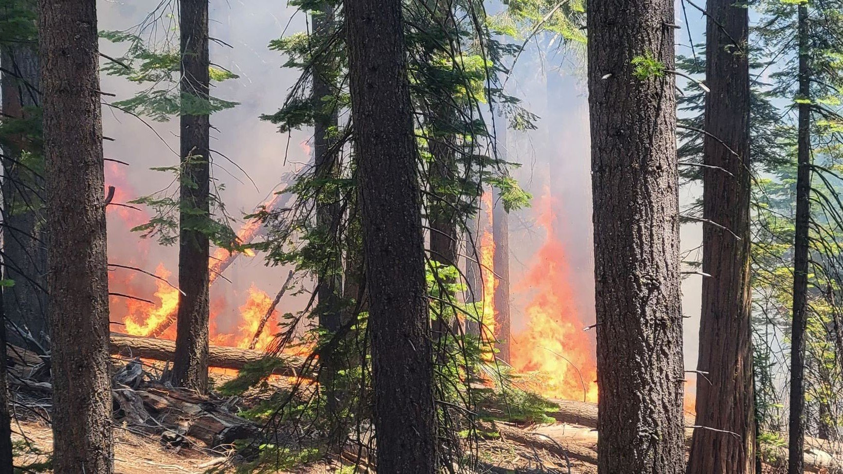 Yosemite Wildfire Threatens Grove of Iconic Sequoia Trees - Vimarsana News