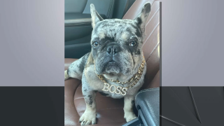 One of seven French Bulldogs police say was kidnapped from Long Island.