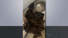 Photograph of five puppies police say were kidnapped from Shirley overnight.