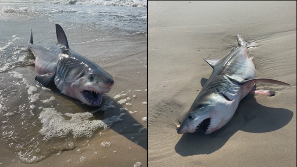 Great White Shark Found Dead on Florida Beach
