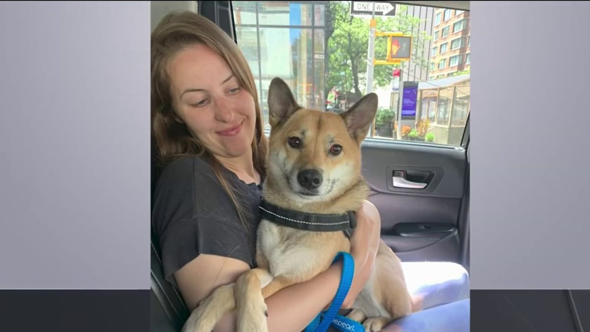 Homeless Man Reunites Missing Dog With Owners – NBC New York