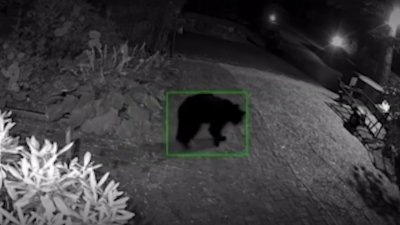 Bear Sightings Causing Concerns in Westchester County