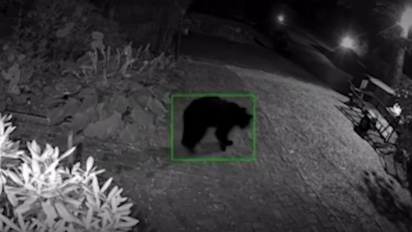 Bear Sightings Causing Concerns in Westchester County