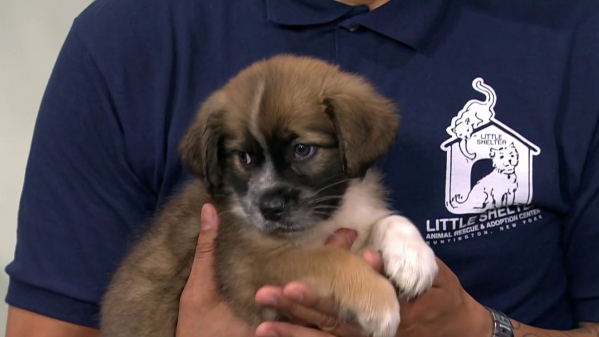 Little Shelter Brings The Puppy Love – NBC New York