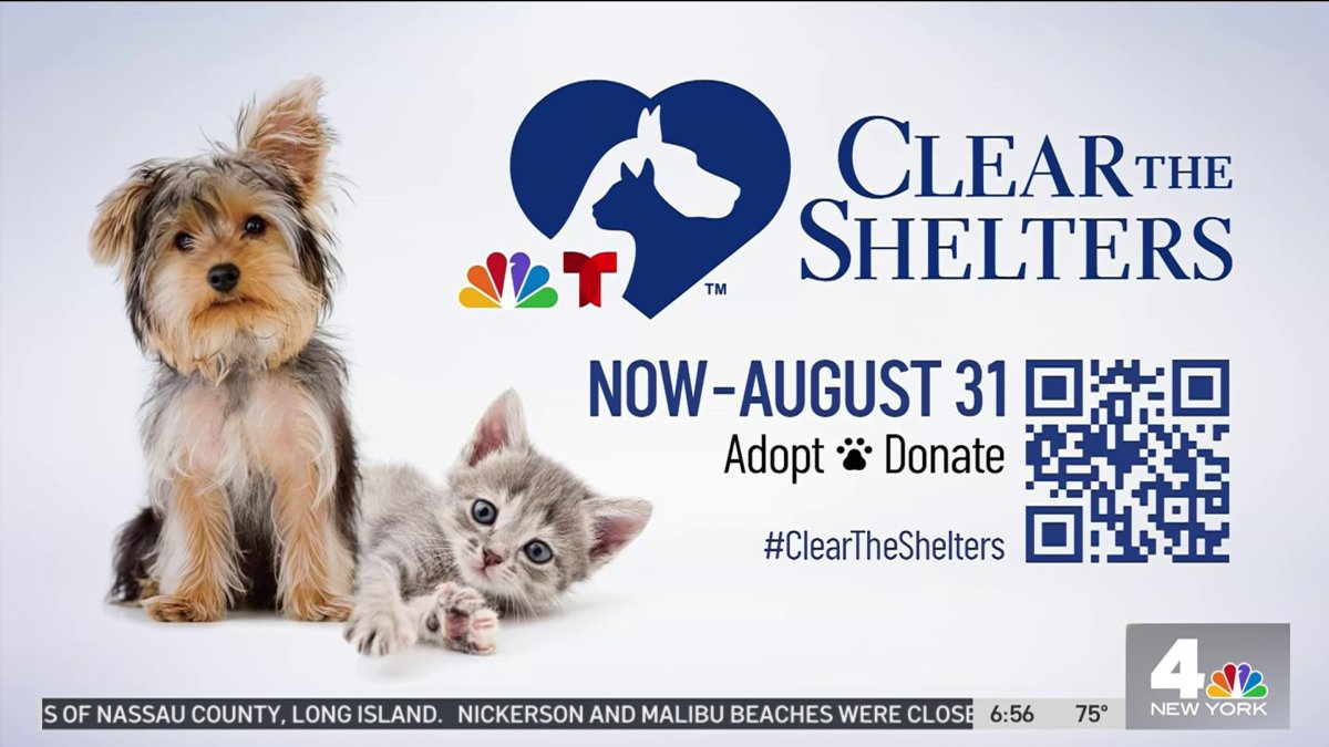 Clear the Shelters Cute Kittens Need a Home NBC New York