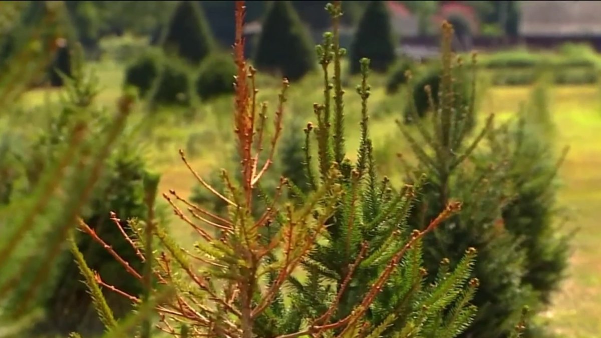 Drought Could Lead to Christmas Tree Shortage – NBC New York