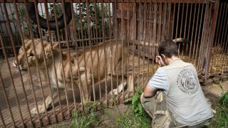 Natalia Popova, 50, sits next to a lion cage at her animal shelter in Kyiv region, Ukraine, Thursday, Aug. 4, 2022.