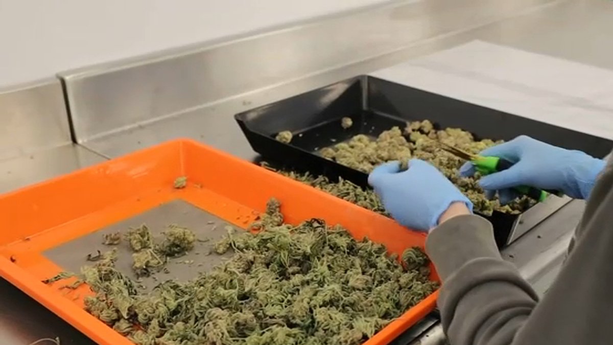 Recreational Cannabis Sales Can Begin on Jan. 10 in CT – NBC New York - Vimarsana News