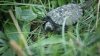 100+ Baby Turtles ‘Literally Mowed Down' by Long Island Workers, Animal Group Claims
