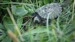 Snapping turtle hatchling