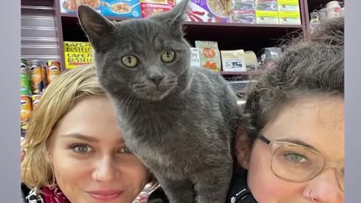 Brooklyn Bodega Cat Stolen Park Slope Wants It Back NBC New York