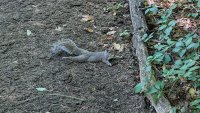 NYC Squirrels Are Splooting Again. Maybe We Should All Try This at Home