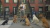 This New Yorker Makes Over $100,000 a Year Walking Dogs: I Earn ‘Six Figures Without a College Degree'