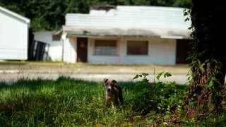 A dilapidated storefront across the street is seen as a dog walks on a property in Alexandria, La., Thursday, Sept. 8, 2022. A female informant on an undercover drug operation entered a house on the property where the dog stands and was allegedly raped as her law enforcement handlers left her on her own.