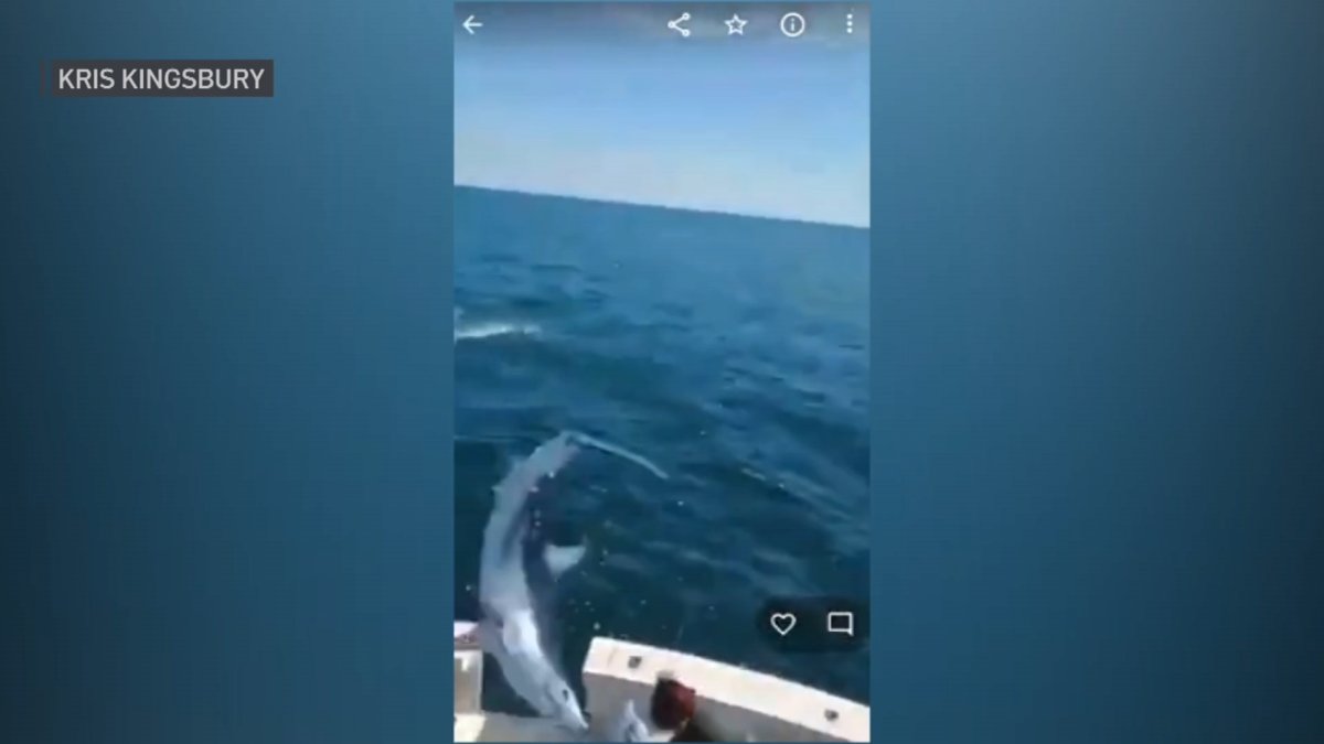 Shark Jumps on Boat in Maine, Video Goes Viral NBC New York