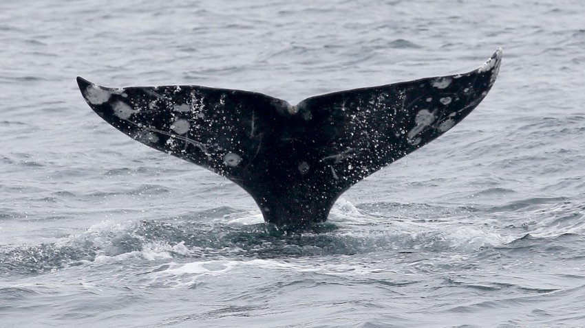 A gray whale is seen near the Farallon Islands on Saturday, April 17, 2021 off the coast of San Francisco, Calif.