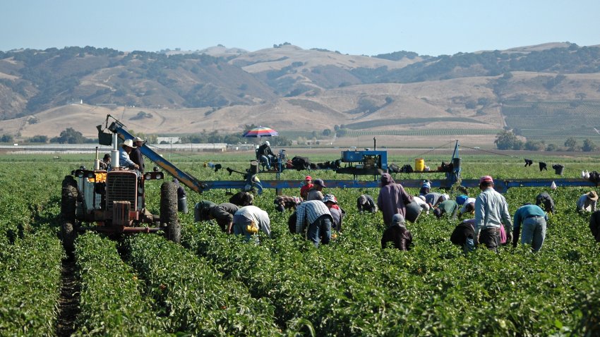 Farm workers harvesting yellow bell peppers near Gilroy, California. Crews like this generally include immigrant workers and members of the United Farm Workers Union founded by Cesar Chavez.