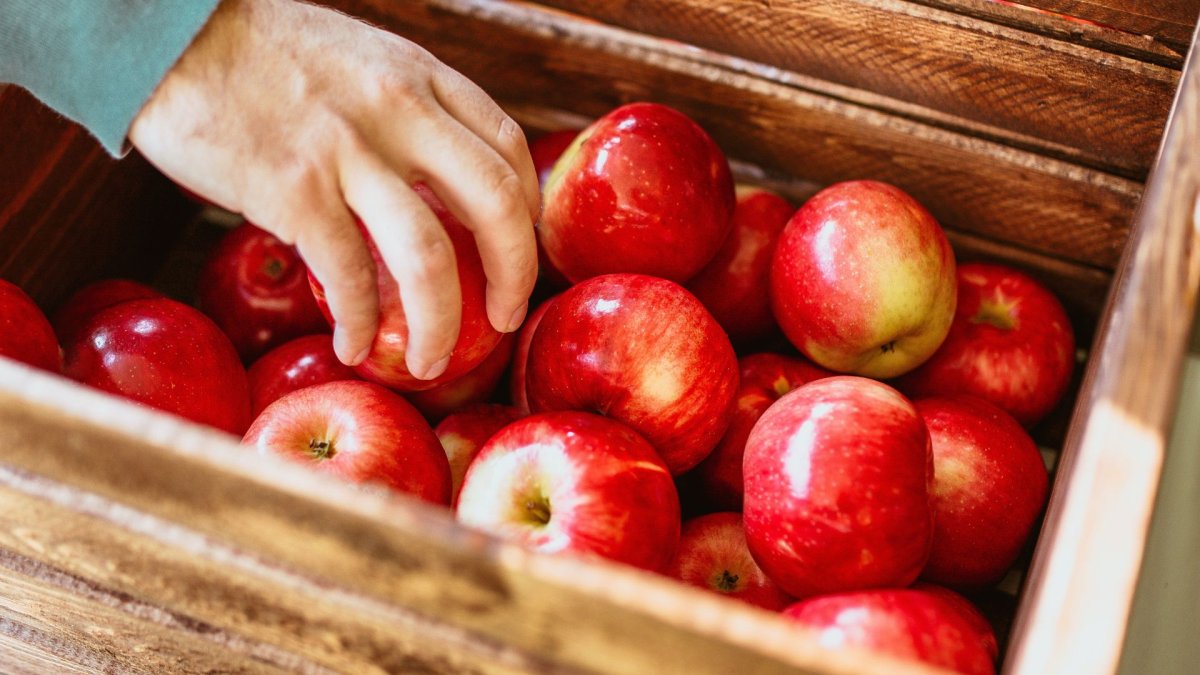 Apple Picking: Farms and Orchards Near NYC – NBC New York - Vimarsana News