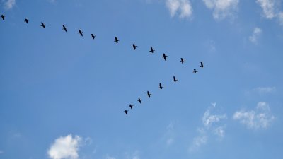 Millions of birds cross through Illinois during peak migration season