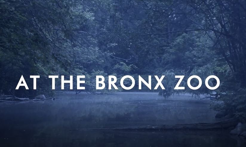 Bronx Zoo Halloween Goes After Dark With Dinosaurs Event NBC New York   Bronx Zoo After Hours 