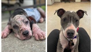 Left: Meeko the puppy as a 5-month-old, when she was found in ailing health in Louisiana. Right: A more recent image of Meeko after receiving tender love and care.