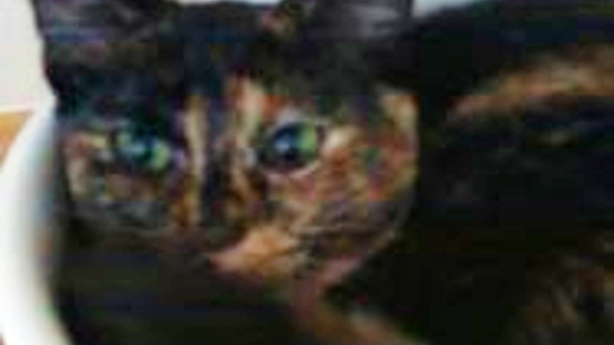 Long Island SPCA Offers Reward in Shooting of Cat – NBC New York