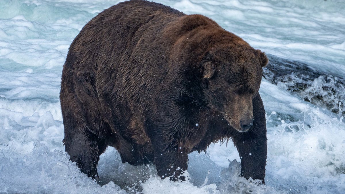 Fat Bear Week could be postponed if government shuts down – NBC New York - Vimarsana News