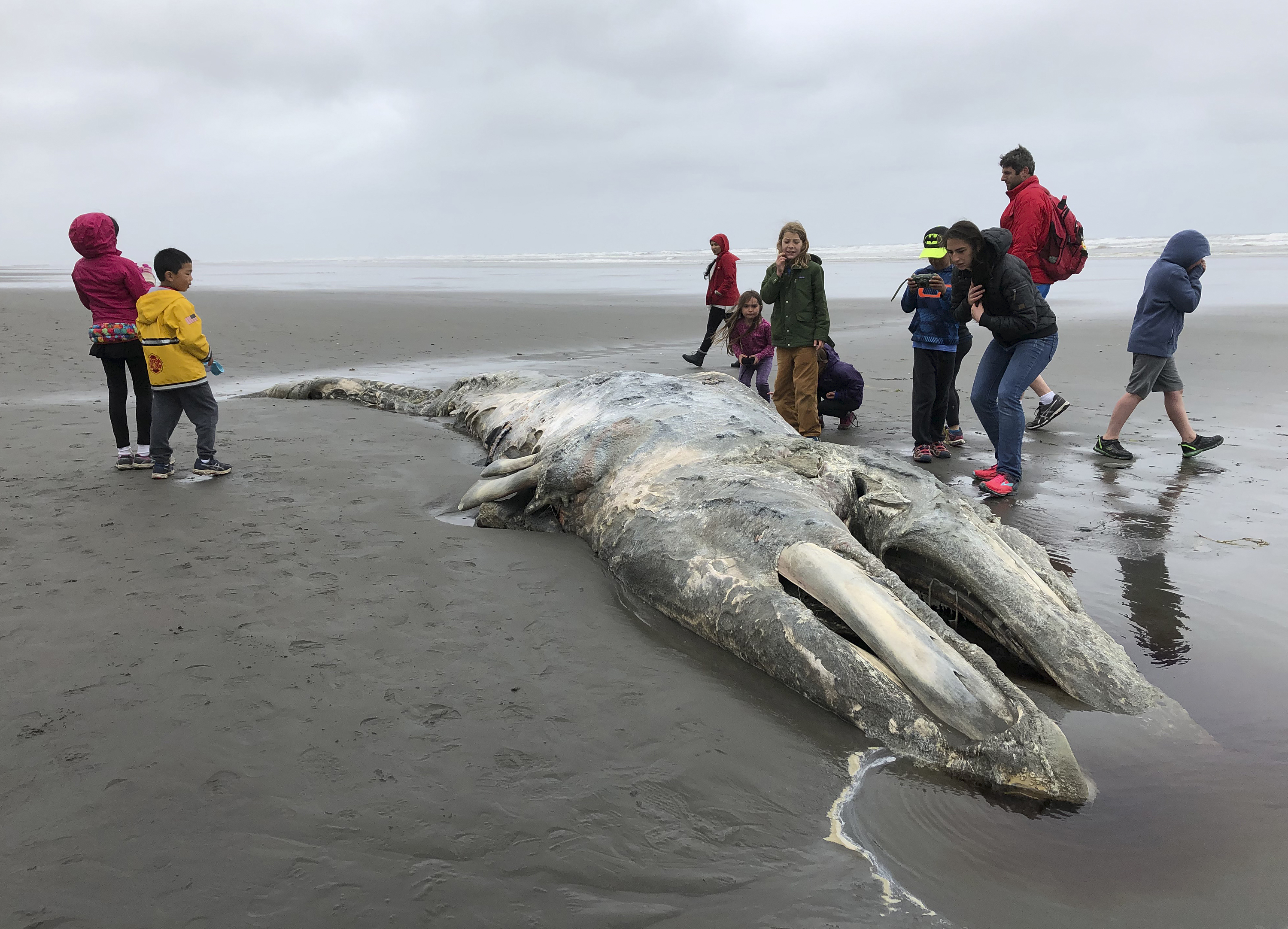 Calls grow for federal probe into whale deaths along Northeast beaches